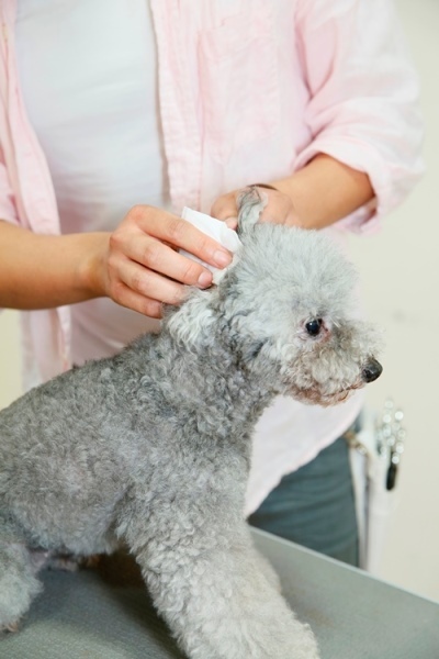 犬用化粧水 肌のかゆみ痛みで苦しむ愛犬とあなたへ